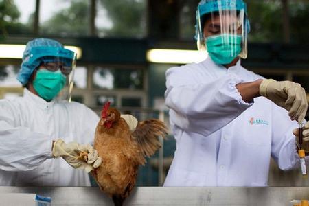 h7n9禽流感最新消息