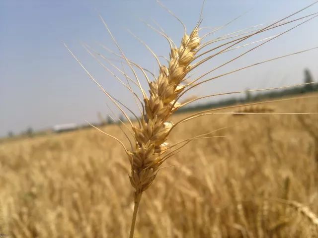 河南地区今日小麦市场最新行情一览