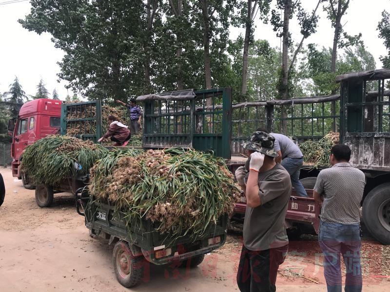 公主风范，女王魅力