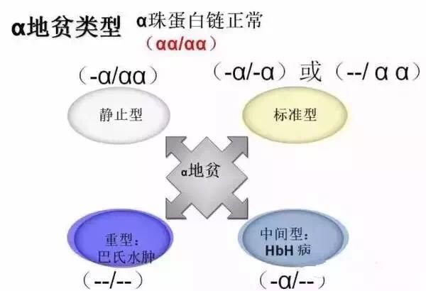 探索前沿：破解地中海贫血的全新治疗之道