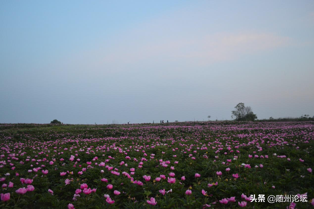 广水市陈巷新闻速递：最新动态全解析