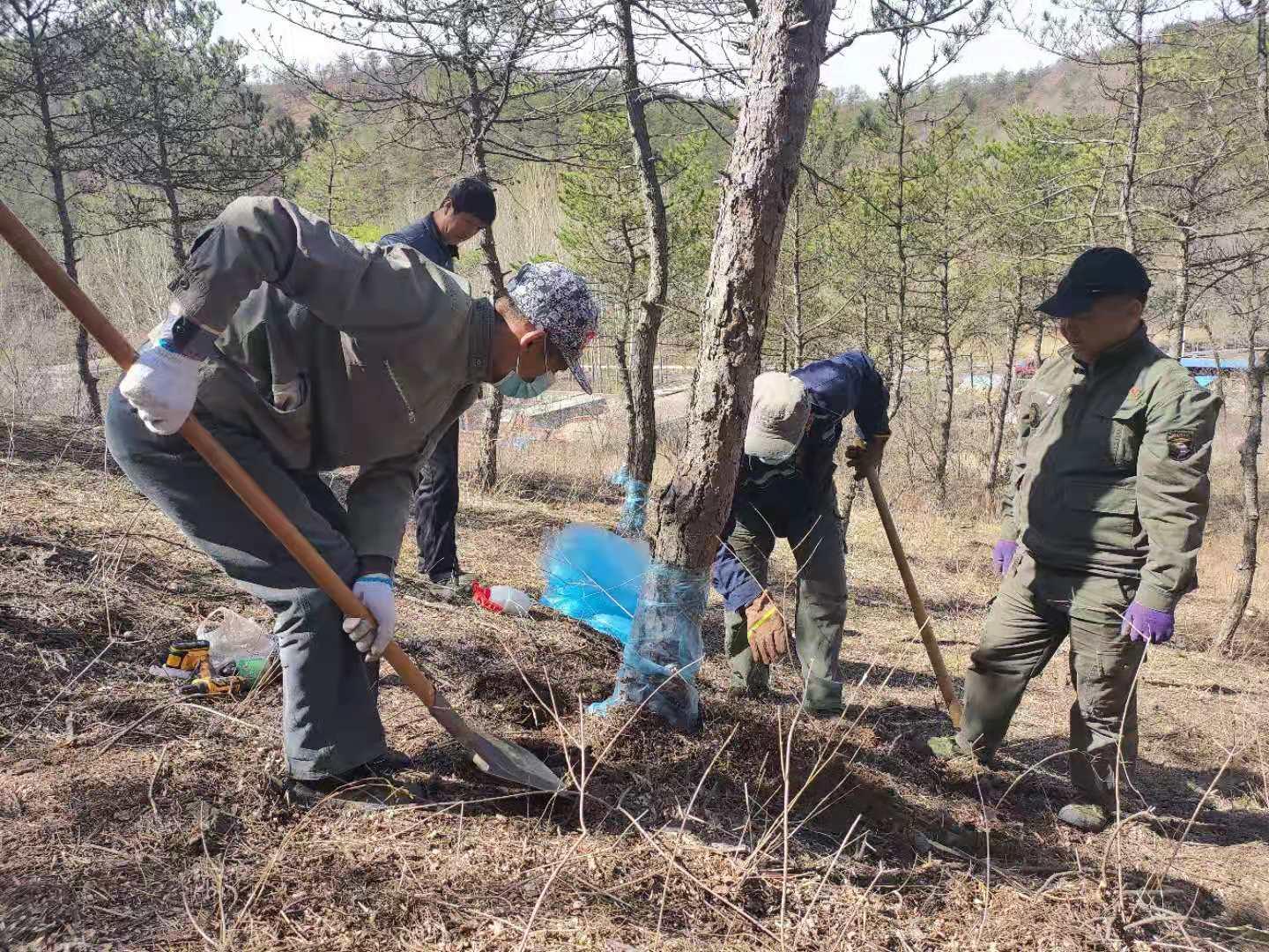 辽宁林业改革动态：最新进展揭秘！